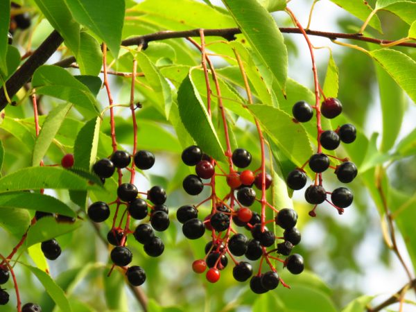 Black Cherry