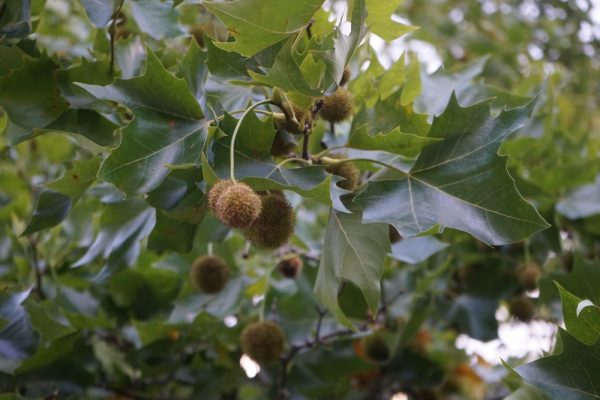 Bloodgood Sycamore