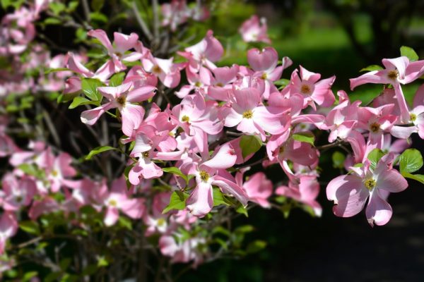 Cherokee Chief Dogwood