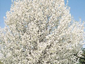 Cleveland Select Pear