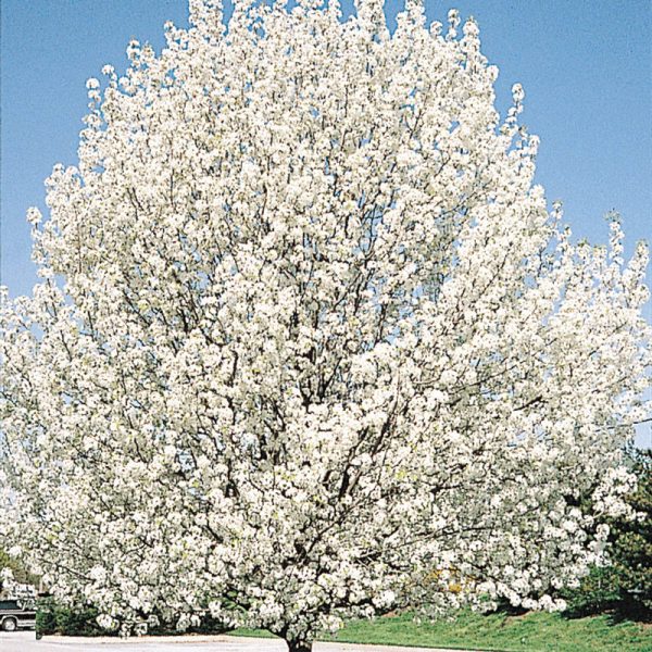 Cleveland Select Pear