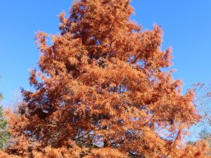 Dawn Redwood