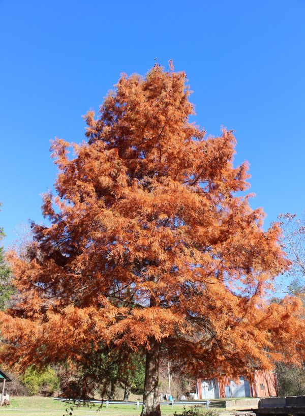 Dawn Redwood