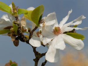 Dr. Merrill Magnolia