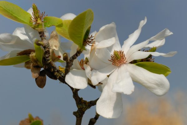 Dr. Merrill Magnolia