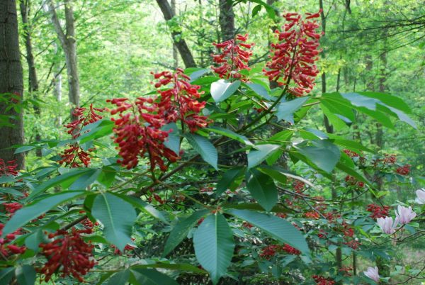 Dwarf Red Buckeye