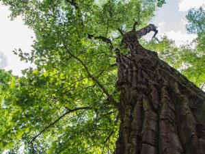Eastern Cottonwood