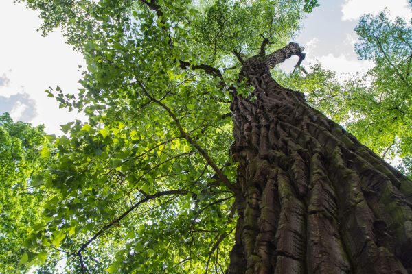 Eastern Cottonwood