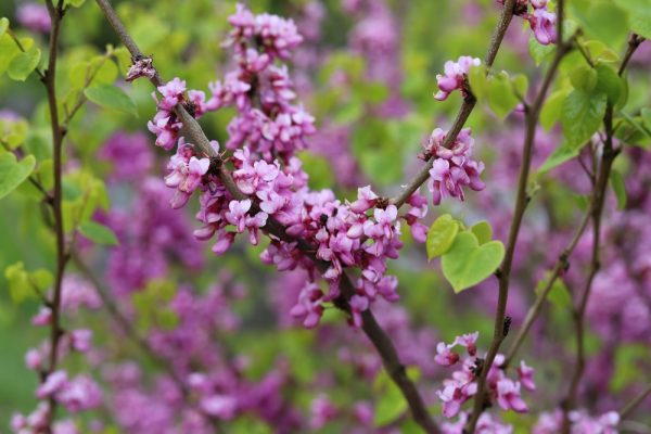 Eastern Redbud