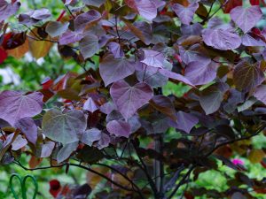 Forest Pansy Redbud