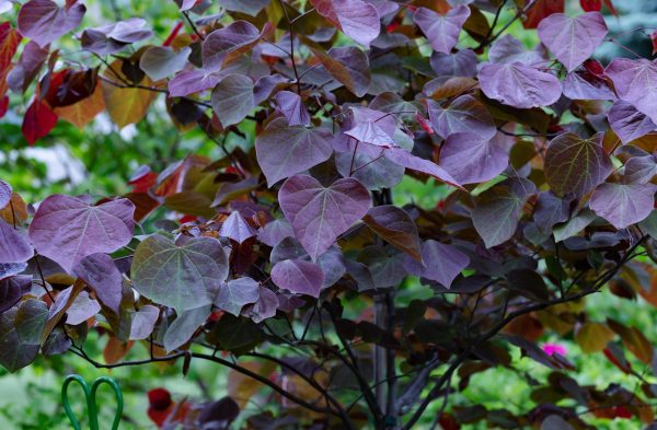 Forest Pansy Redbud
