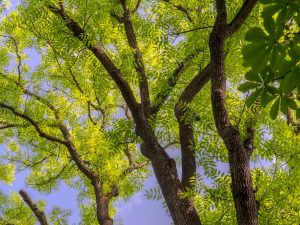Green Ash