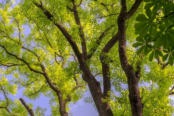 Green Ash