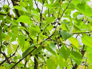 Hackberry
