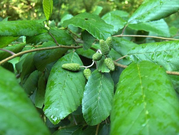 Hazel Alder