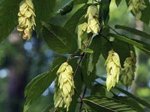 Hophornbeam