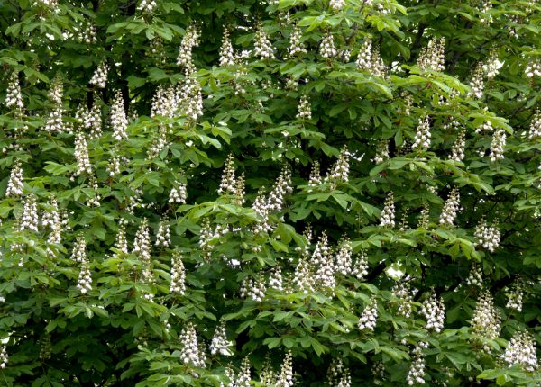 Horse Chestnut Buckeye