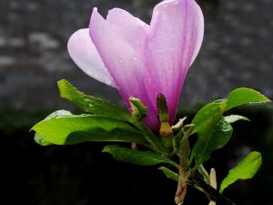 Jane Magnolia