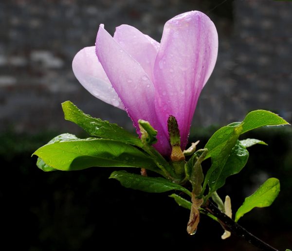 Jane Magnolia