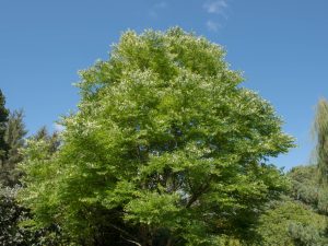 Kentucky Coffeetree