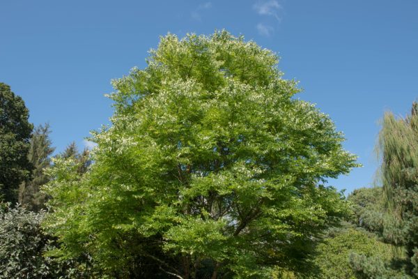 Kentucky Coffeetree