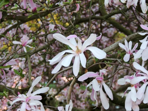 Leonard Messel Magnolia
