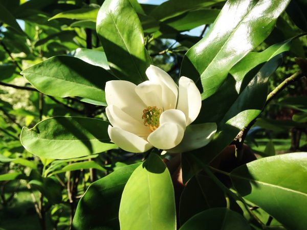 Moonglow Sweetbay Magnolia