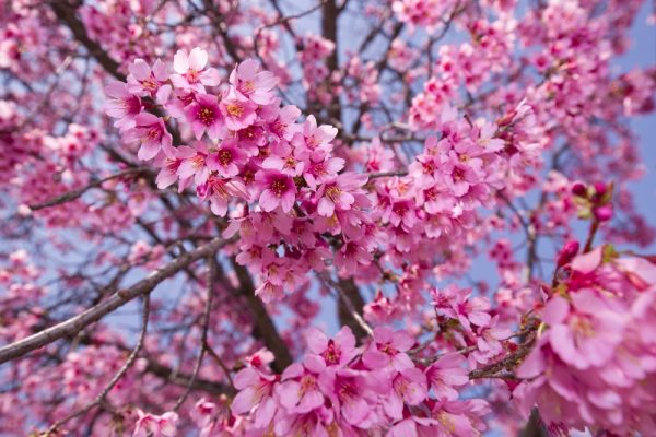 Okame Cherry