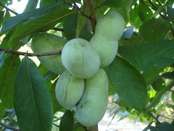 Paw Paw