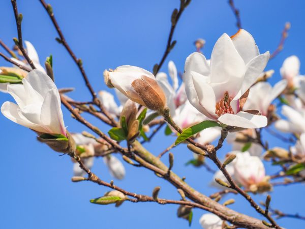 Royal Star Magnolia