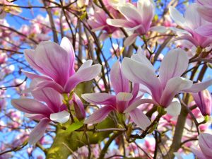 Soulangeana Magnolia-SS