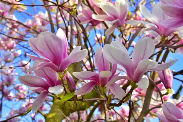 Soulangeana Magnolia-SS