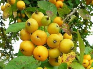 Southern Wild Crabapple