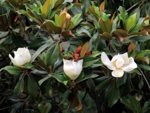 Southern Magnolia