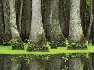 Swamp Tupelo