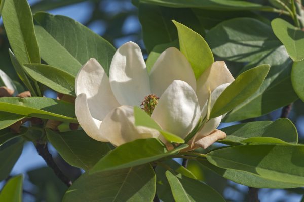 Sweetbay magnolia