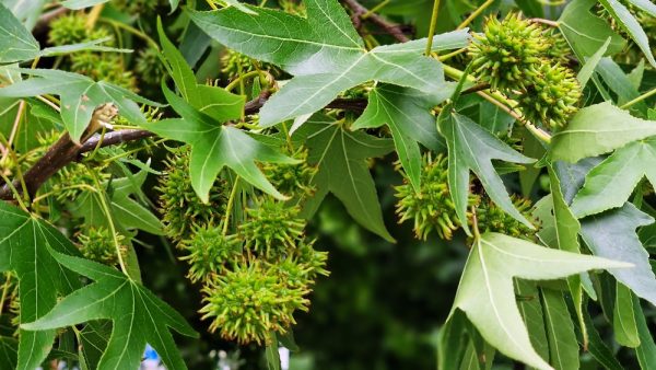 Sweetgum