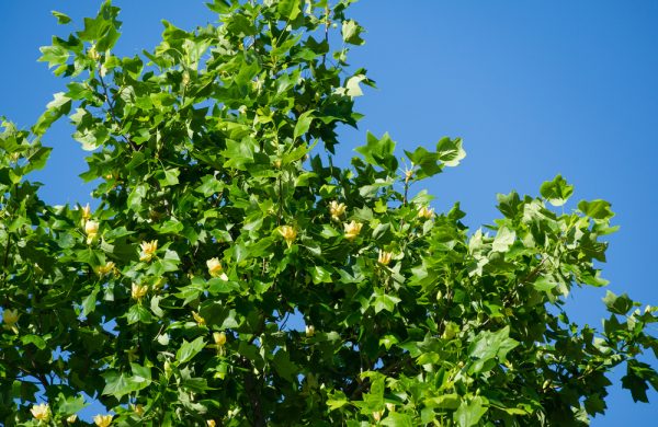 Tuliptree
