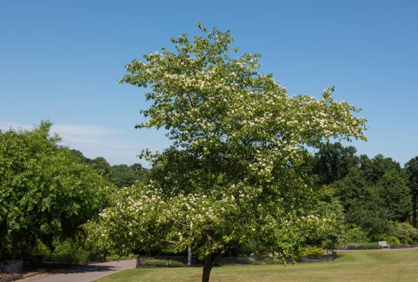Washington Hawthorn