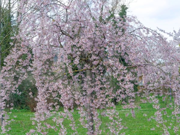 Weeping Cherry