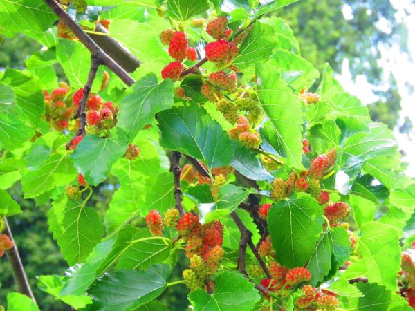 White Mulberry