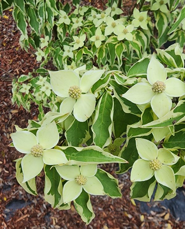 Wolf Eyes Dogwood