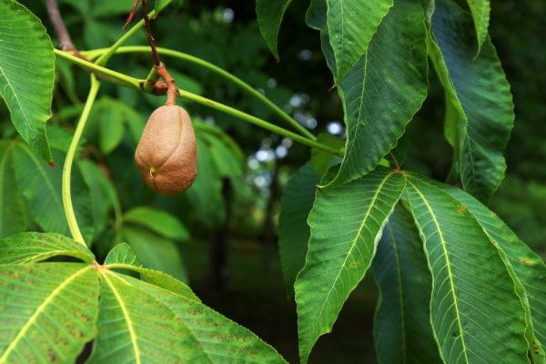 Yellow Buckeye