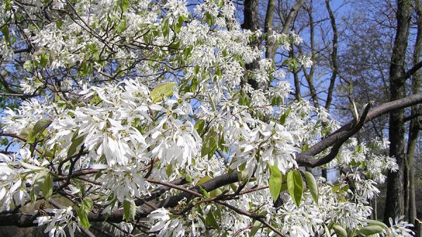 Downy Serviceberry