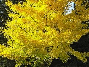 Ginkgo