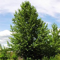 Hybrid Poplar