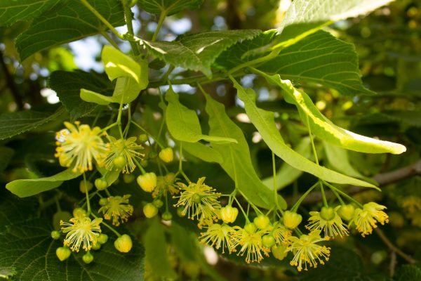 American Linden