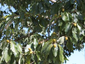 Chestnut Oak