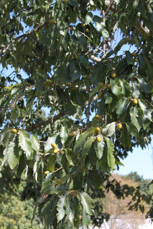 Chestnut Oak