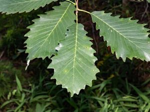 Chinkapin Oak